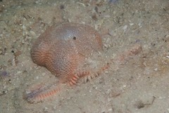 Astropecten irregularis pontoporeus