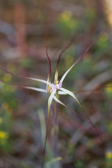 Caladenia varians