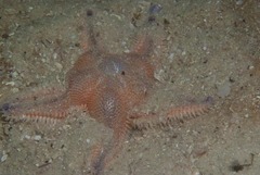 Astropecten irregularis pontoporeus