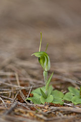 Pterostylis setulosa