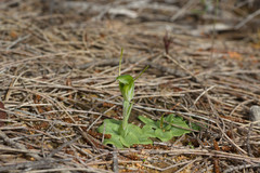 Pterostylis setulosa