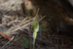 Pterostylis setulosa