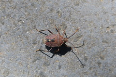 Theseus modestus scutellatus