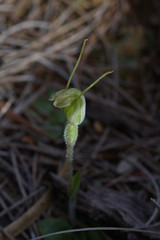 Pterostylis setulosa
