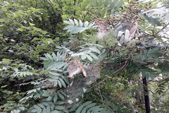 Yponomeuta malinellus