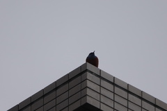 Monticola solitarius