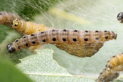 Yponomeuta malinellus