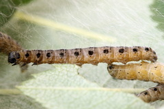 Yponomeuta malinellus