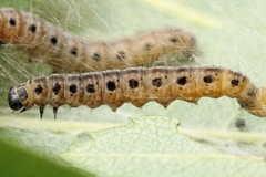 Yponomeuta malinellus