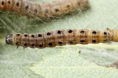 Yponomeuta malinellus