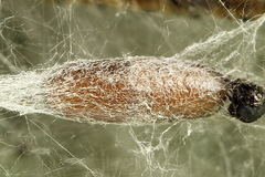 Yponomeuta malinellus