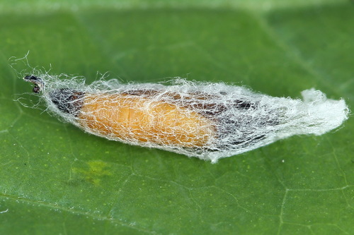 Obelinė kandis nuotrauka