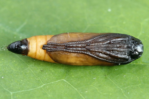 Obelinė kandis nuotrauka