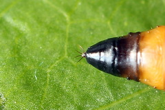 Yponomeuta malinellus