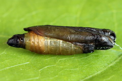 Yponomeuta malinellus