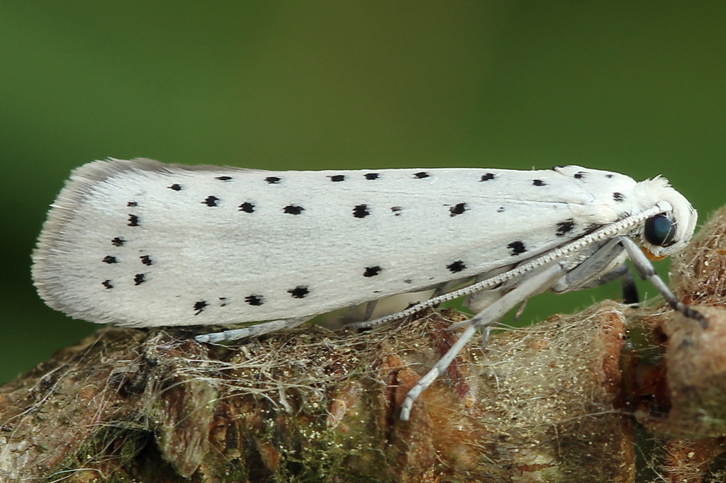 Apple Ermine