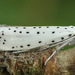 Yponomeuta malinellus - Photo (c) Andrey Ponomarev, algunos derechos reservados (CC BY-NC), subido por Andrey Ponomarev