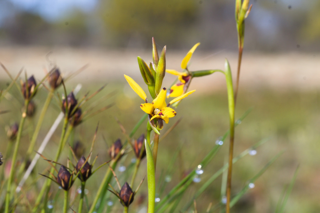 Diuris septentrionalis