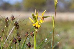 Diuris septentrionalis