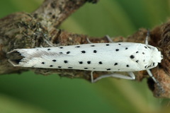 Yponomeuta malinellus