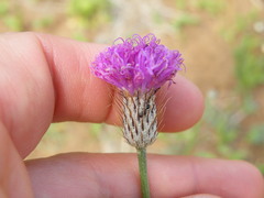 Parapolydora fastigiata
