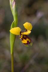 Diuris septentrionalis