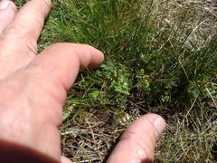 Nemophila pedunculata