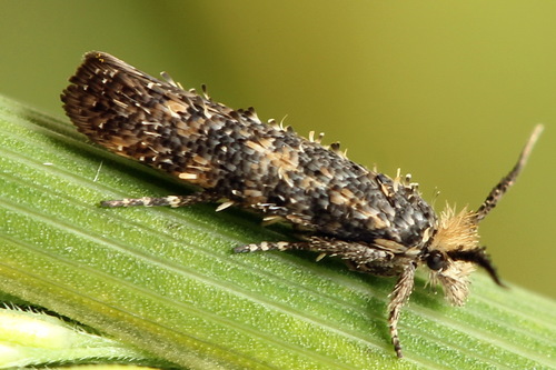 Ochsenheimeria taurella (Denis & Schiffermüller), 1775