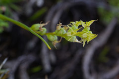 Prasophyllum gracile