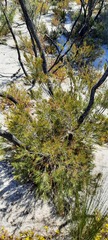 Allocasuarina acuaria