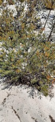 Allocasuarina acuaria