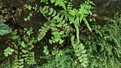 Adiantum cunninghamii