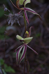 Caladenia roei