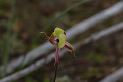 Caladenia roei