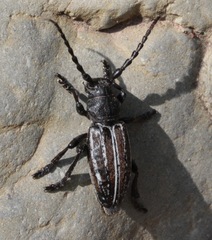 Dorcadion fuliginator