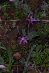 Caladenia hirta rosea