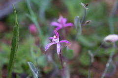 Caladenia hirta rosea