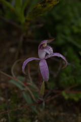 Caladenia hirta rosea