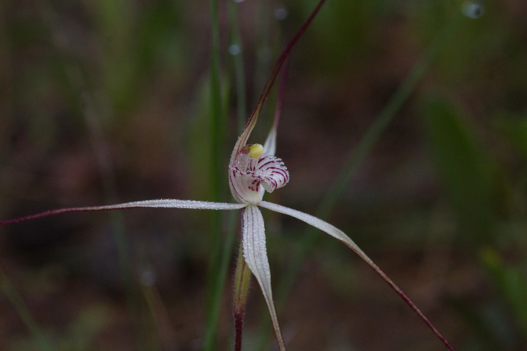 Caladenia incensum