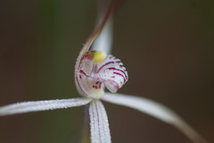 Caladenia incensa