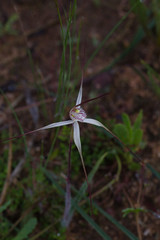 Caladenia incensa