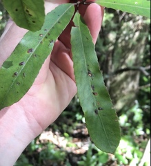 Aceria titirangiensis