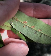 Aceria titirangiensis
