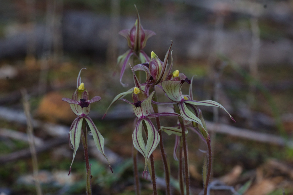 Caladenia doutchiae