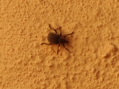 Brachypera zoilus