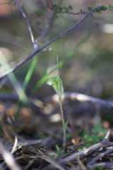 Pterostylis setulosa