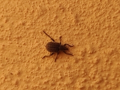 Brachypera zoilus