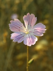Dianthus strictus multipunctatus