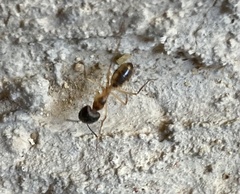 Camponotus aegyptiacus