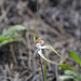 Caladenia longicauda albella - Photo (c) Hugo Innes, some rights reserved (CC BY), uploaded by Hugo Innes